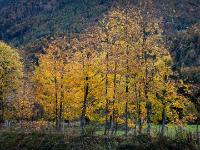Herbstlich leuchtende Baumreihe entlang der Prien